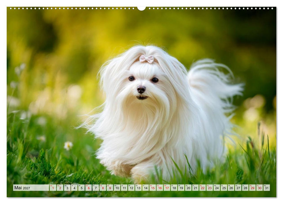 Malteser - Hunde mit Herz und Charme (CALVENDO Wandkalender 2027)