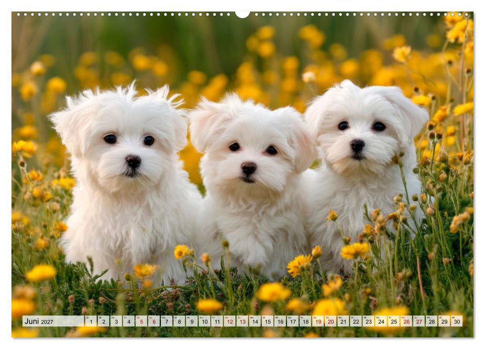 Malteser - Hunde mit Herz und Charme (CALVENDO Wandkalender 2027)