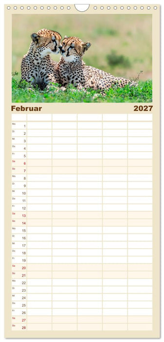 Geparden hautnah erleben (CALVENDO Familienplaner 2027)