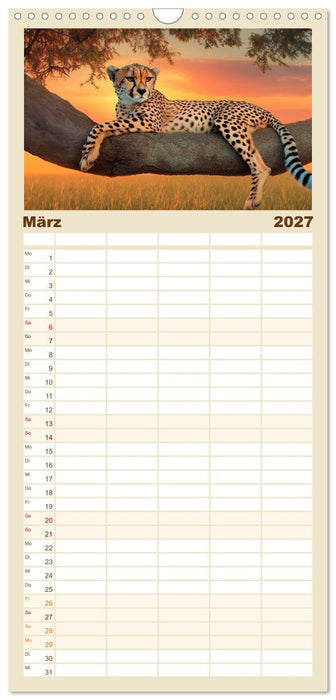 Geparden hautnah erleben (CALVENDO Familienplaner 2027)