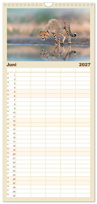 Geparden hautnah erleben (CALVENDO Familienplaner 2027)
