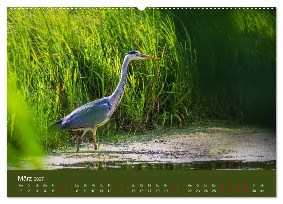 Reiher in der Elbmarsch (CALVENDO Premium Wandkalender 2027)