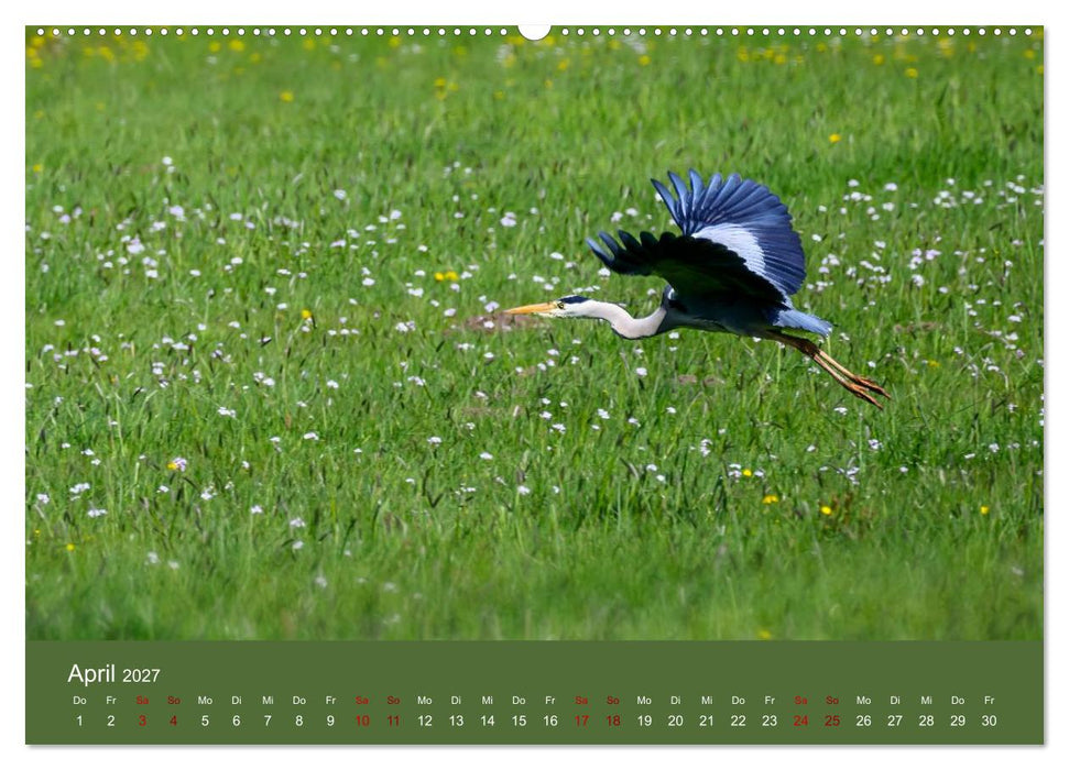 Reiher in der Elbmarsch (CALVENDO Premium Wandkalender 2027)