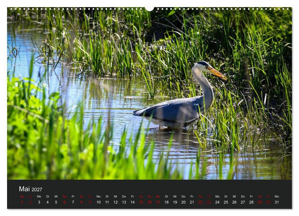 Reiher in der Elbmarsch (CALVENDO Premium Wandkalender 2027)