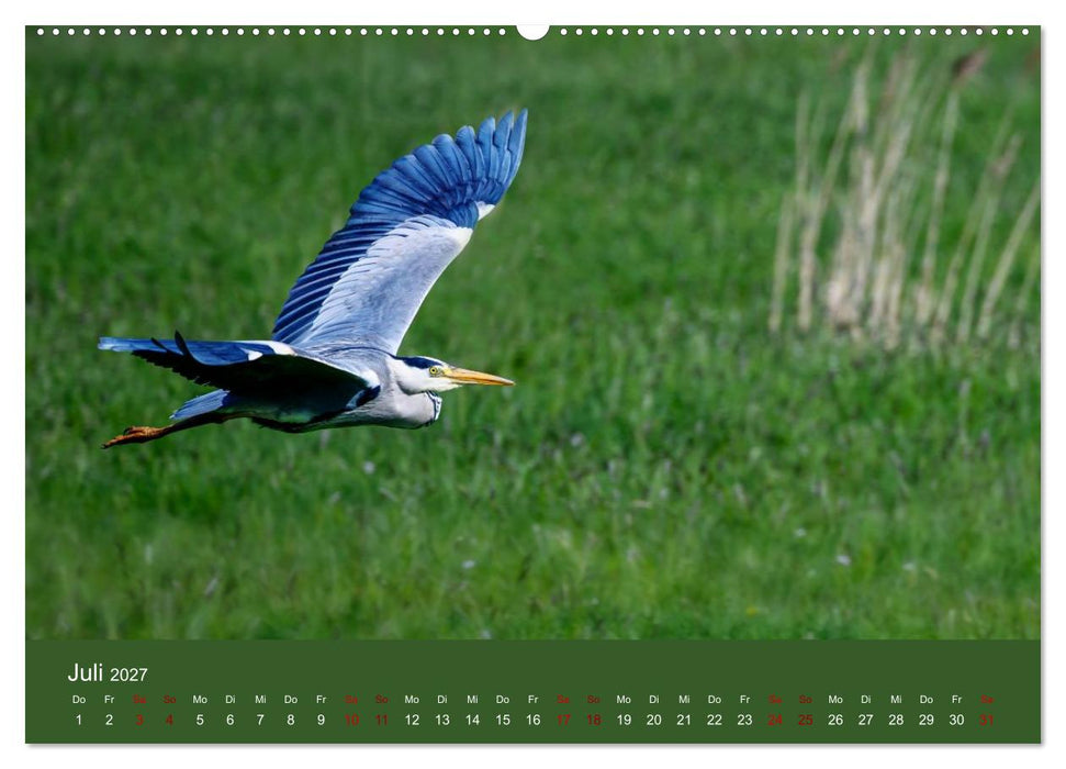Reiher in der Elbmarsch (CALVENDO Premium Wandkalender 2027)