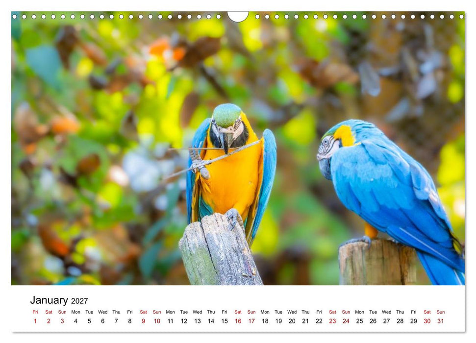 Macaws and colorful parakeets - Exotic parrot portraits (CALVENDO Monthly Calendar 2027)