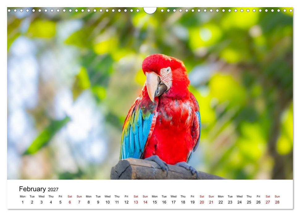 Macaws and colorful parakeets - Exotic parrot portraits (CALVENDO Monthly Calendar 2027)
