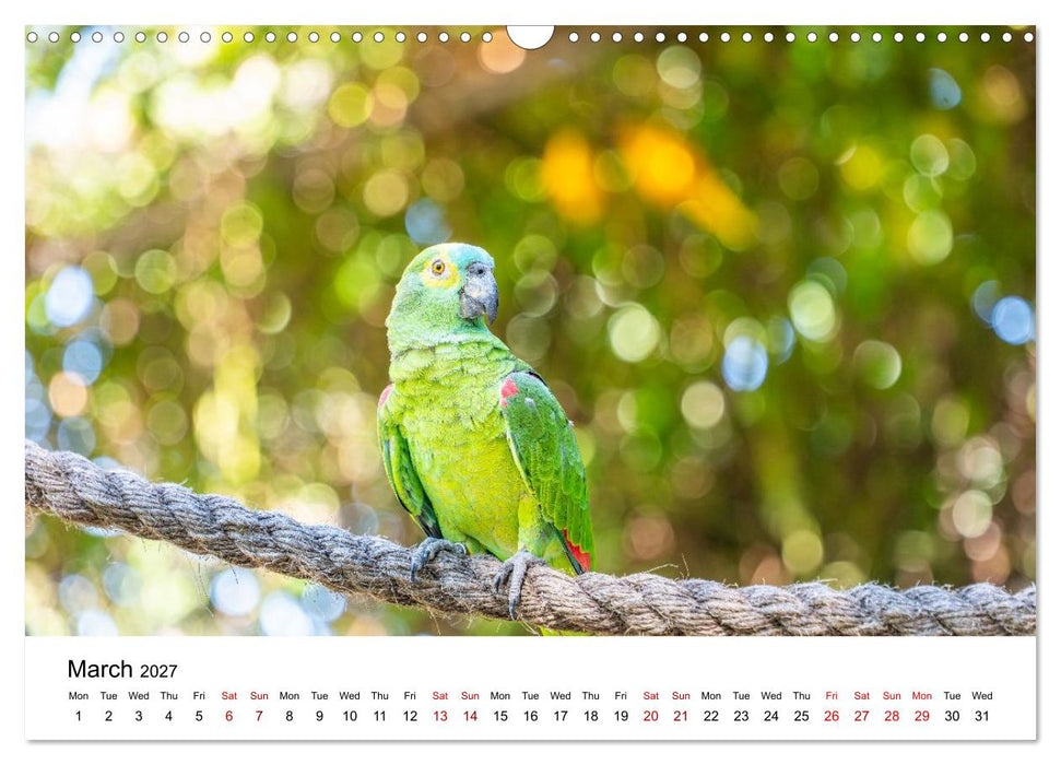 Macaws and colorful parakeets - Exotic parrot portraits (CALVENDO Monthly Calendar 2027)