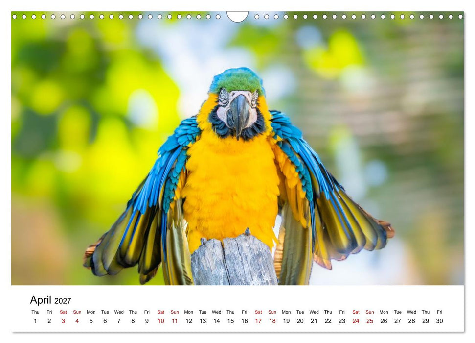 Macaws and colorful parakeets - Exotic parrot portraits (CALVENDO Monthly Calendar 2027)