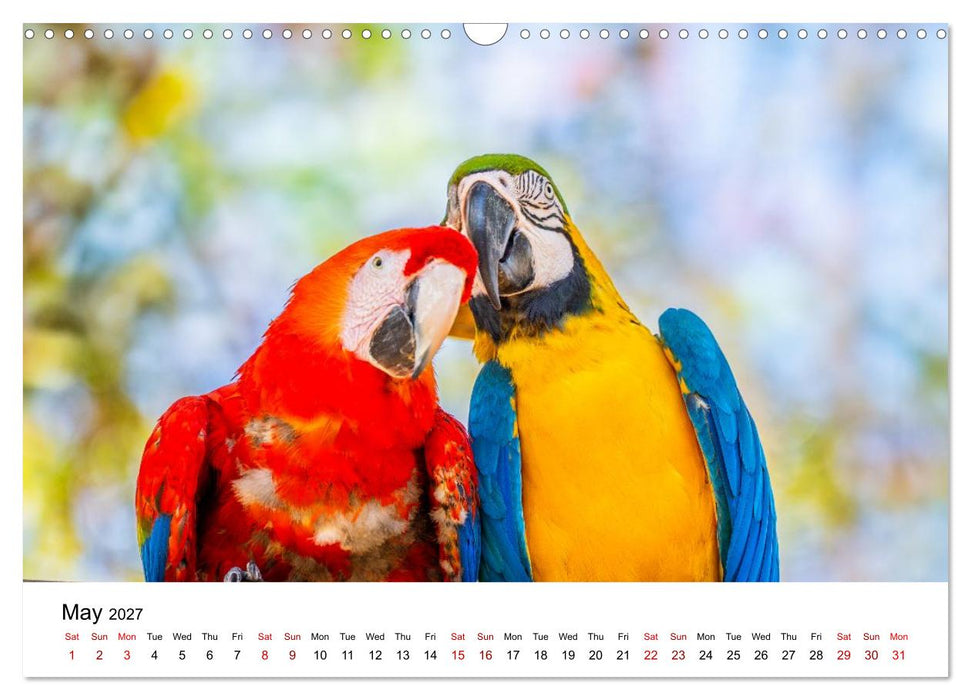 Macaws and colorful parakeets - Exotic parrot portraits (CALVENDO Monthly Calendar 2027)