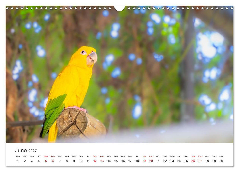 Macaws and colorful parakeets - Exotic parrot portraits (CALVENDO Monthly Calendar 2027)