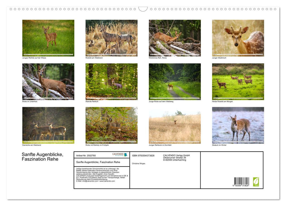 Sanfte Augenblicke, Faszination Rehe (CALVENDO Wandkalender 2027)