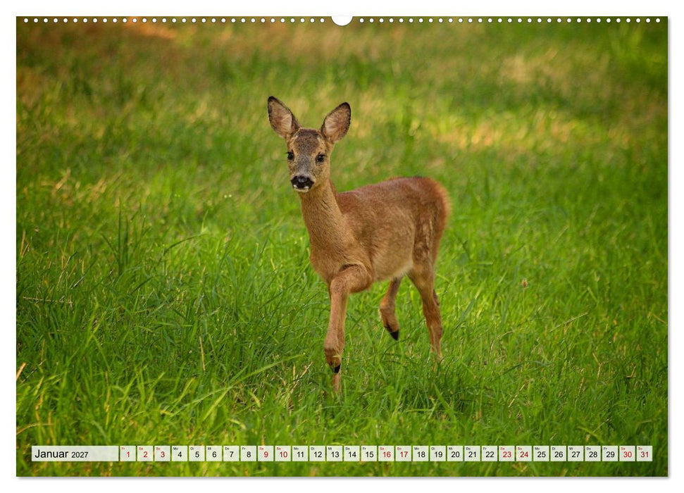 Sanfte Augenblicke, Faszination Rehe (CALVENDO Wandkalender 2027)