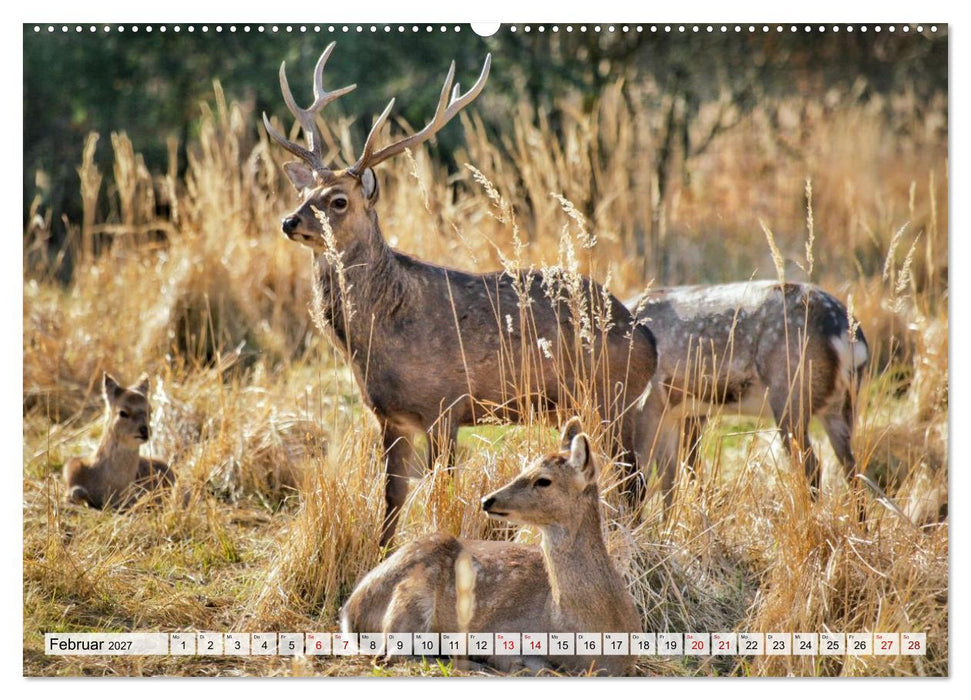 Sanfte Augenblicke, Faszination Rehe (CALVENDO Wandkalender 2027)