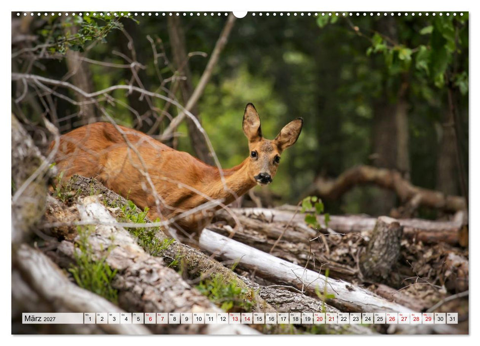 Sanfte Augenblicke, Faszination Rehe (CALVENDO Wandkalender 2027)
