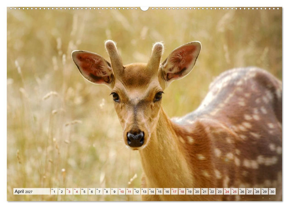 Sanfte Augenblicke, Faszination Rehe (CALVENDO Wandkalender 2027)