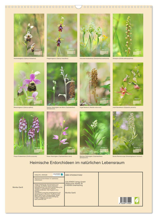 Heimische Erdorchideen im natürlichen Lebensraum (CALVENDO Wandkalender 2027)