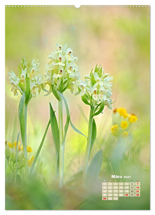 Heimische Erdorchideen im natürlichen Lebensraum (CALVENDO Wandkalender 2027)