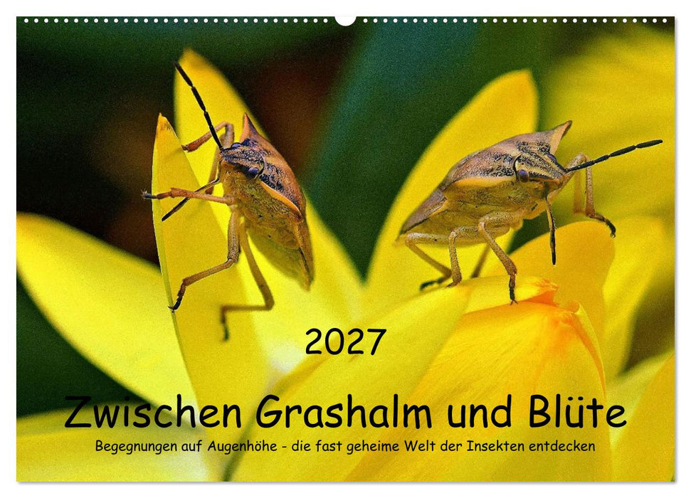Zwischen Grashalm und Blüte (CALVENDO Wandkalender 2027)