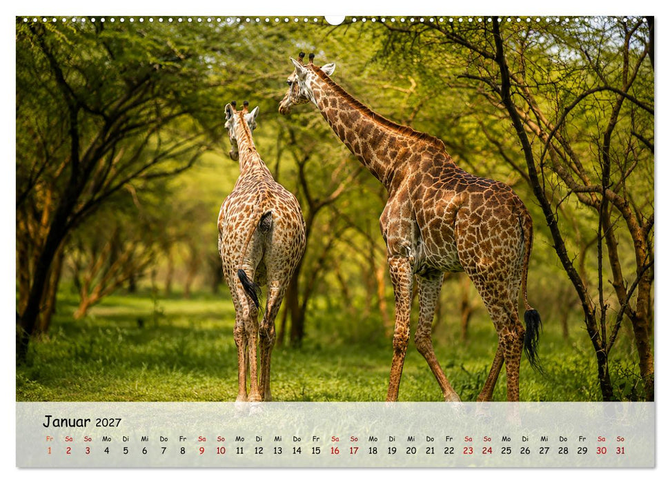 Gesichter des Senegal – Menschen, Kultur und Tradition (CALVENDO Wandkalender 2027)