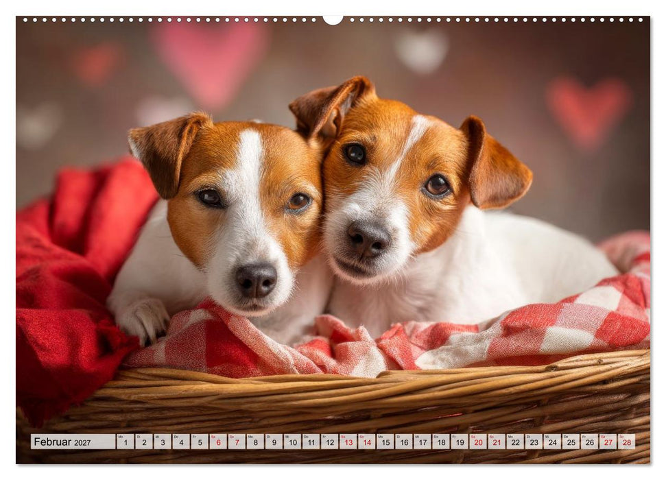 Jack Russell Terrier - Energie auf vier Pfoten (CALVENDO Wandkalender 2027)