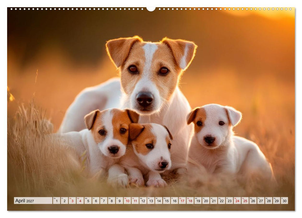 Jack Russell Terrier - Energie auf vier Pfoten (CALVENDO Wandkalender 2027)