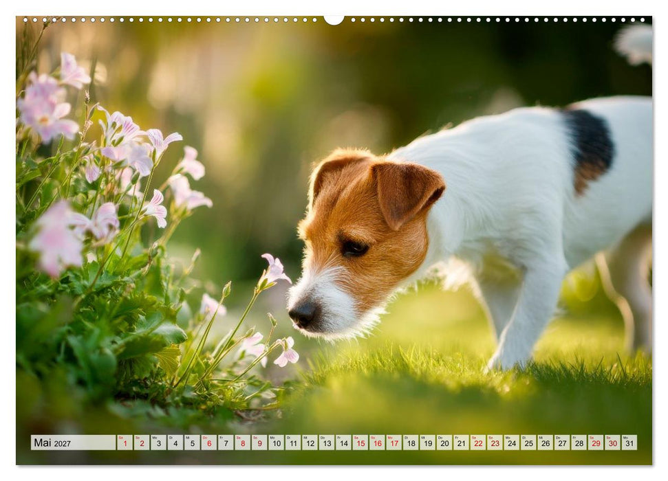 Jack Russell Terrier - Energie auf vier Pfoten (CALVENDO Wandkalender 2027)