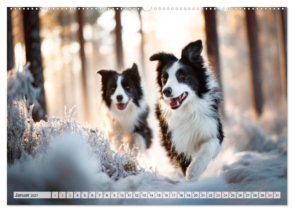 Border Collie - Magische Augenblicke (CALVENDO Wandkalender 2027)