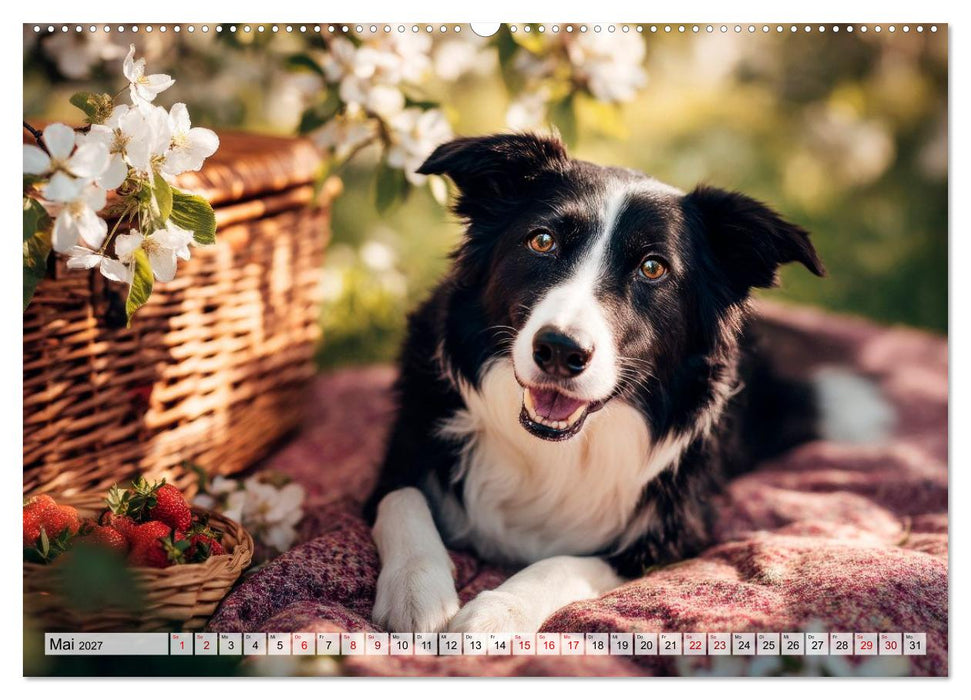 Border Collie - Magische Augenblicke (CALVENDO Wandkalender 2027)