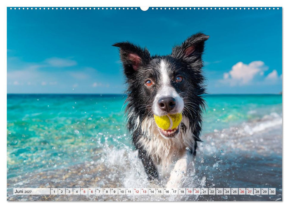 Border Collie - Magische Augenblicke (CALVENDO Wandkalender 2027)