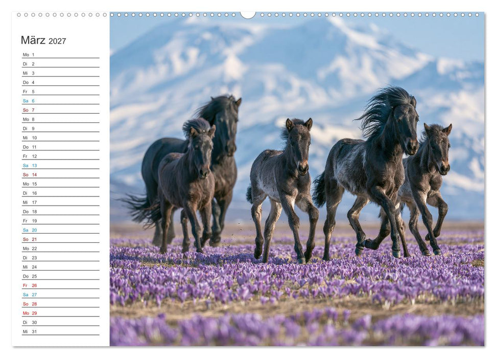 Islandpferde (CALVENDO Premium Wandkalender 2027)