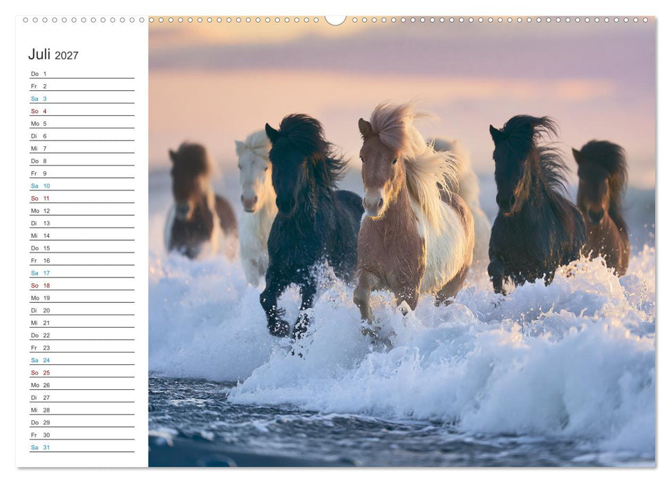 Islandpferde (CALVENDO Premium Wandkalender 2027)