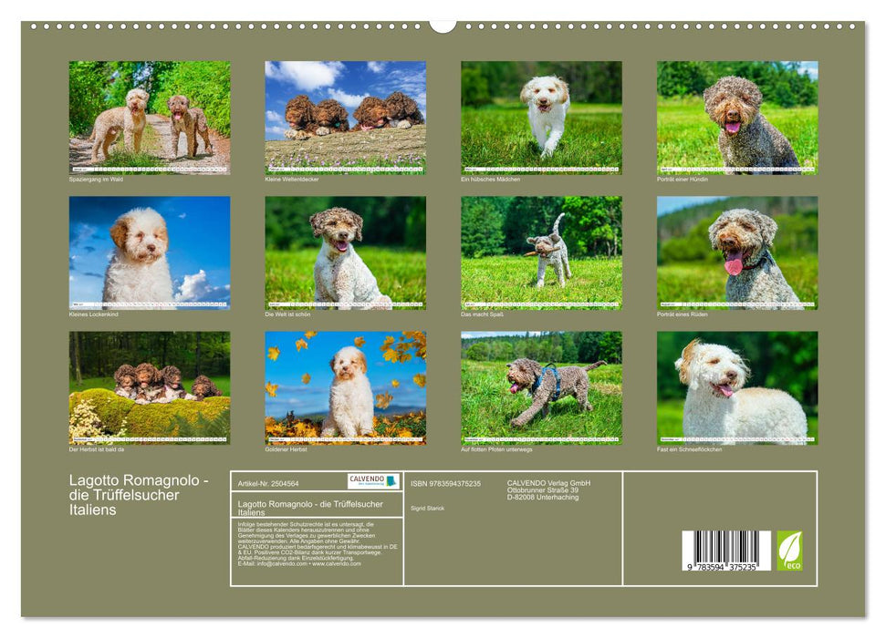 Lagotto Romagnolo - die Trüffelsucher Italiens (CALVENDO Premium Wandkalender 2027)