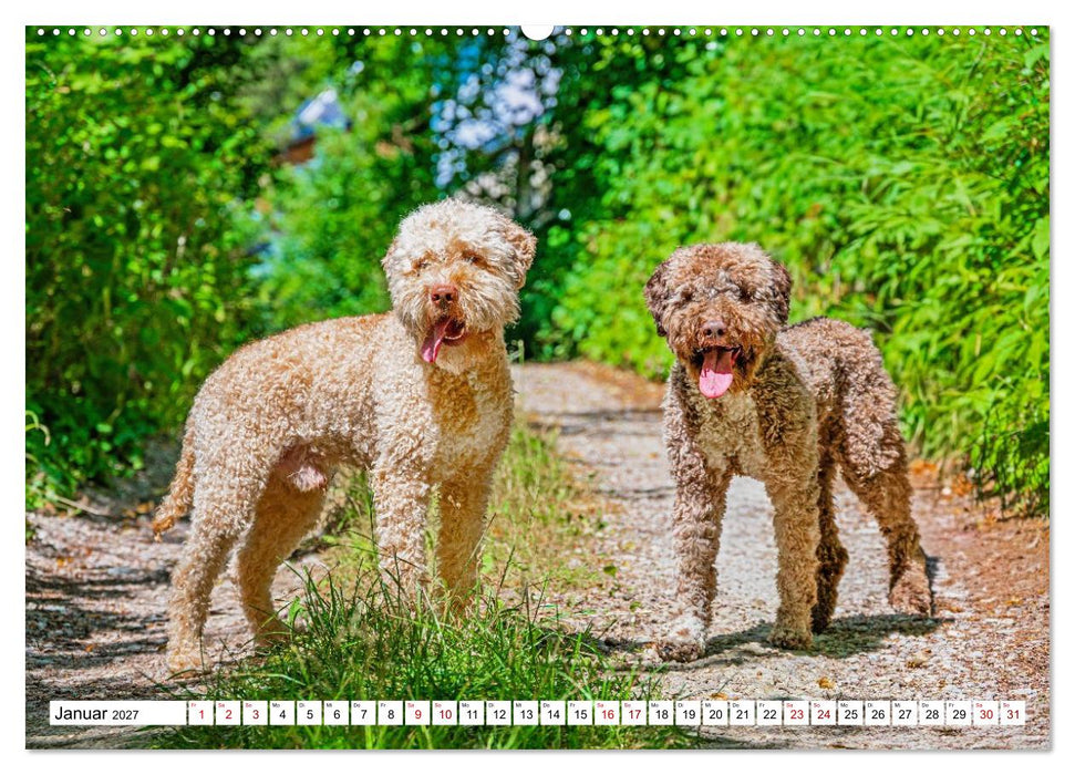 Lagotto Romagnolo - die Trüffelsucher Italiens (CALVENDO Premium Wandkalender 2027)