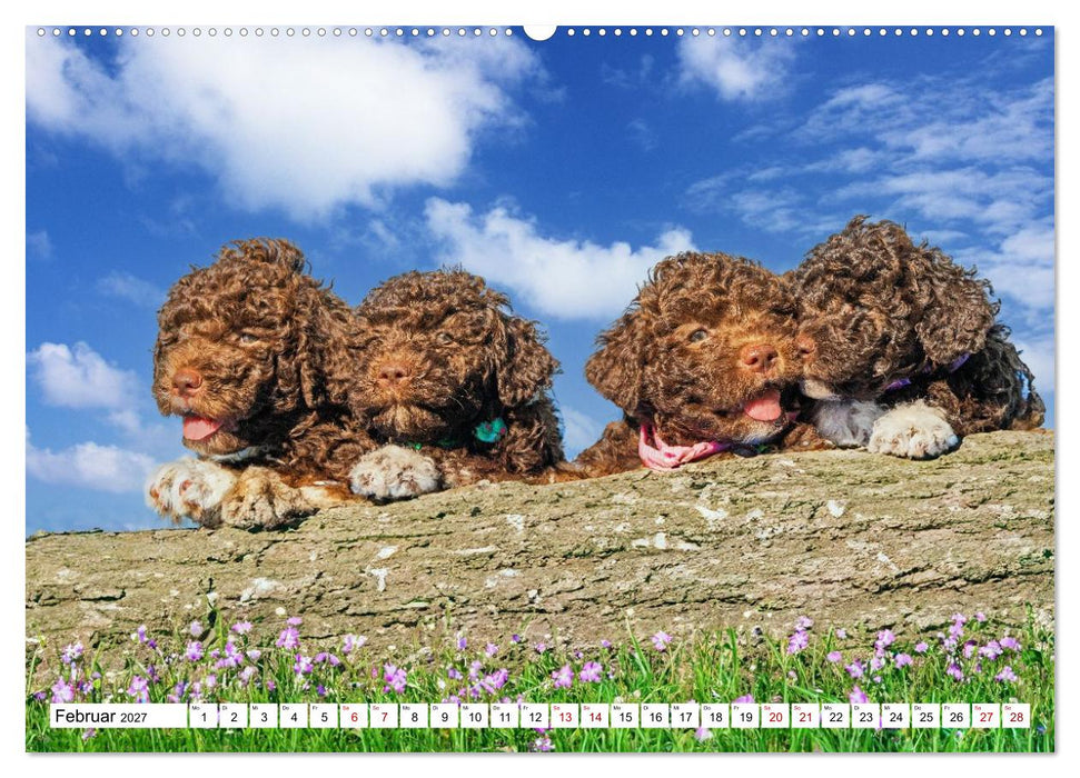 Lagotto Romagnolo - die Trüffelsucher Italiens (CALVENDO Premium Wandkalender 2027)