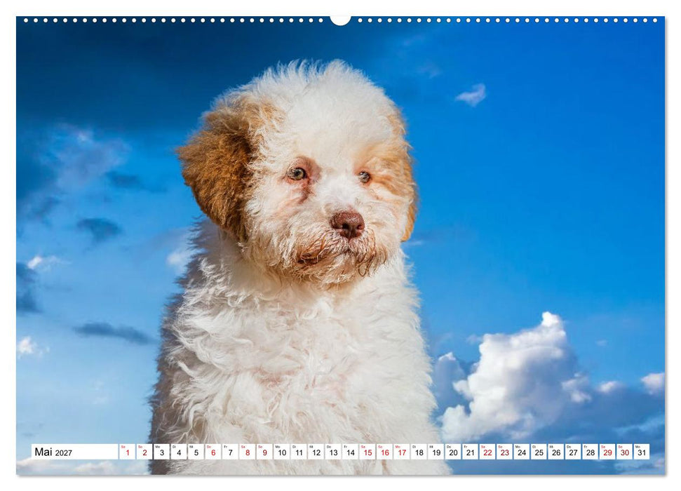 Lagotto Romagnolo - die Trüffelsucher Italiens (CALVENDO Premium Wandkalender 2027)