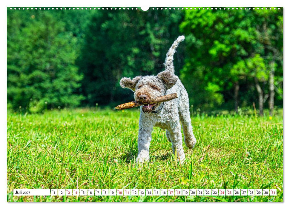 Lagotto Romagnolo - die Trüffelsucher Italiens (CALVENDO Premium Wandkalender 2027)