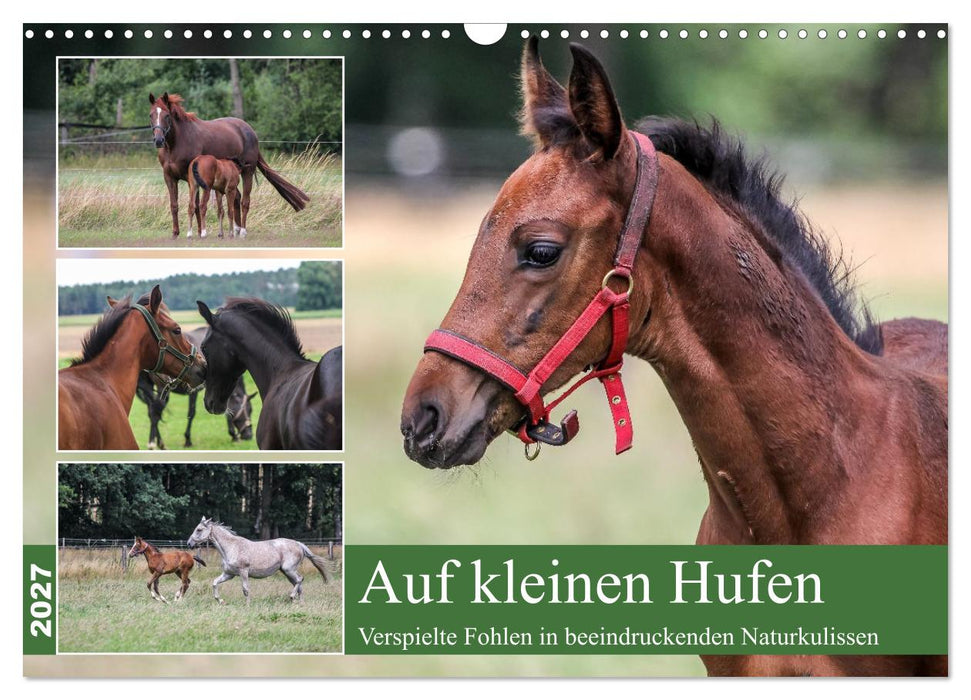 Auf kleinen Hufen (CALVENDO Wandkalender 2027)