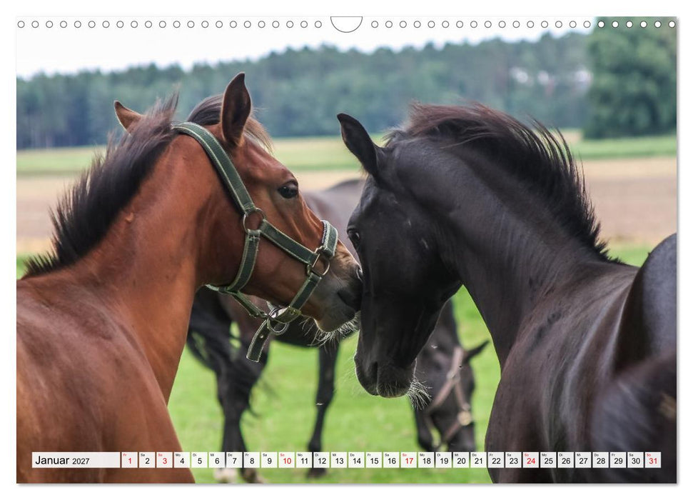 Auf kleinen Hufen (CALVENDO Wandkalender 2027)