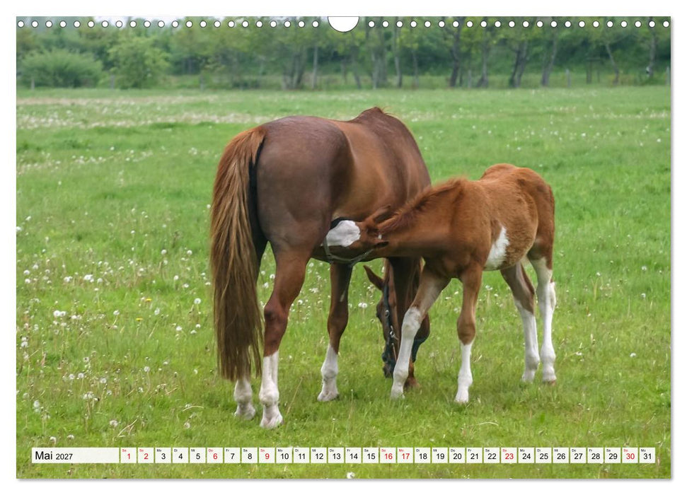 Auf kleinen Hufen (CALVENDO Wandkalender 2027)