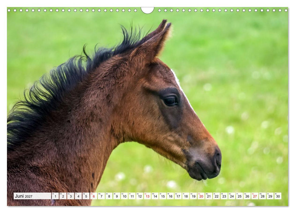 Auf kleinen Hufen (CALVENDO Wandkalender 2027)