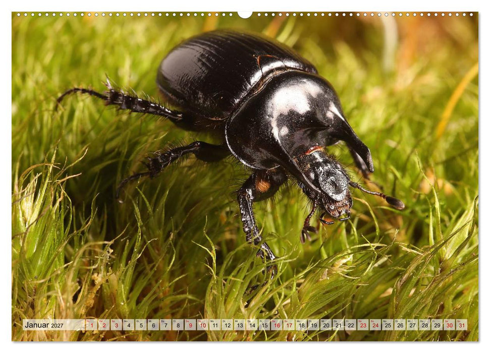 WELT DER KÄFER (CALVENDO Wandkalender 2027)