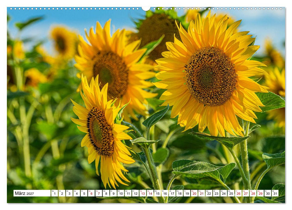 Sonnenblumen - ein ganzes Jahr voller Sonnenschein (CALVENDO Wandkalender 2027)
