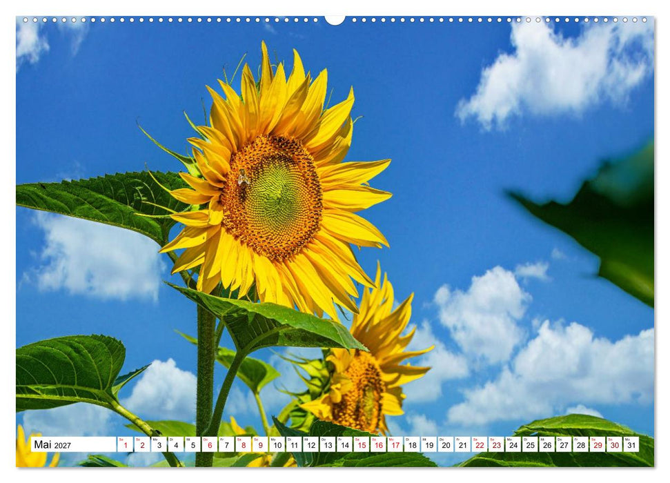 Sonnenblumen - ein ganzes Jahr voller Sonnenschein (CALVENDO Wandkalender 2027)