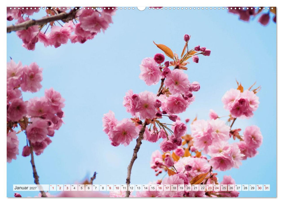 Japans wundervolle Kirschblüte (CALVENDO Premium Wandkalender 2027)