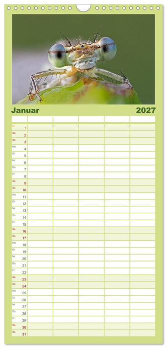 Kleinlibellen - faszinierende Schönheiten (CALVENDO Familienplaner 2027)