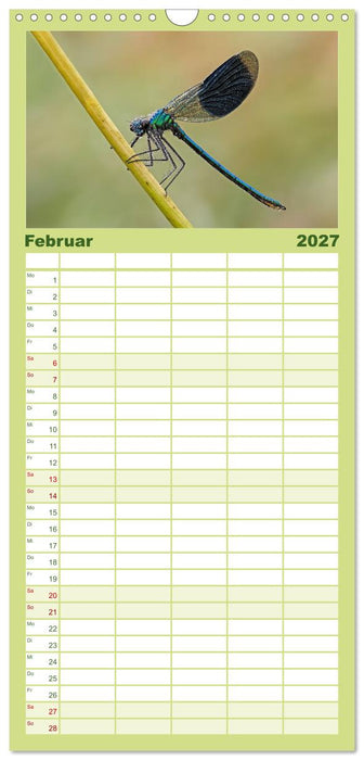 Kleinlibellen - faszinierende Schönheiten (CALVENDO Familienplaner 2027)