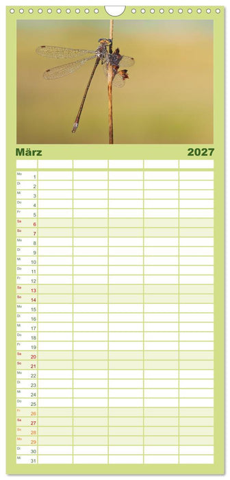 Kleinlibellen - faszinierende Schönheiten (CALVENDO Familienplaner 2027)