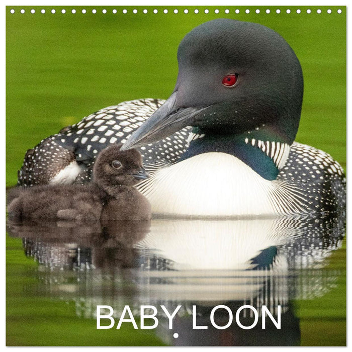 BABY LOON (CALVENDO Monthly Calendar 2027)