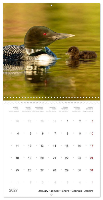 BABY LOON (CALVENDO Monthly Calendar 2027)